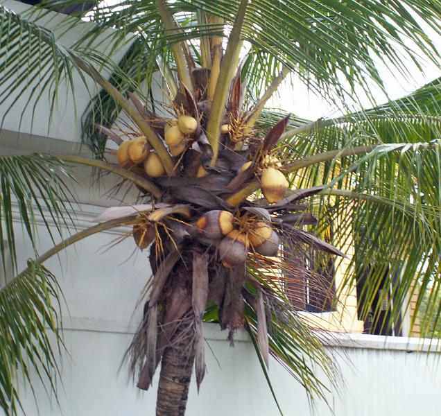 Coconuts.JPG - KONICA MINOLTA DIGITAL CAMERA